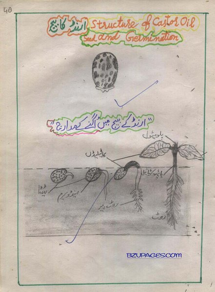 40 Structure of Castor Oil seed ang Germination.jpg